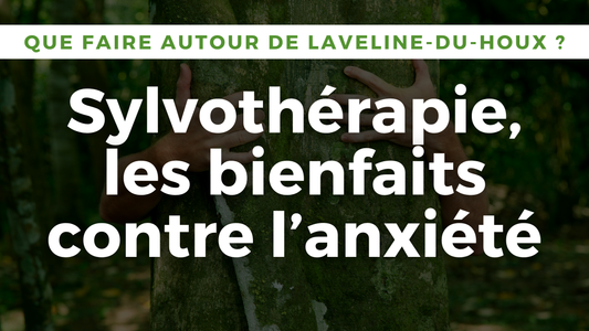 Bain de forêt Vosges, arbre centenaire près de Laveline-du-Houx