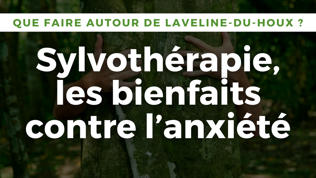 Bain de forêt Vosges, arbre centenaire près de Laveline-du-Houx